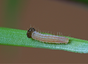 Little Wood-Satyr caterpillar